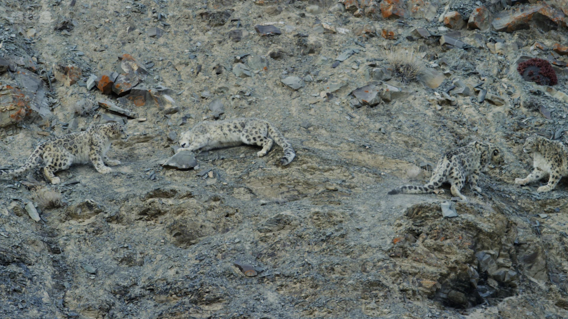 Snow leopard (Panthera uncia) as shown in Planet Earth II - Mountains